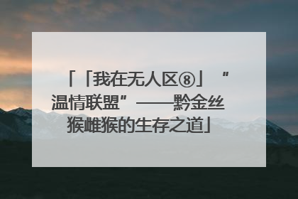「我在无人区⑧」“温情联盟”——黔金丝猴雌猴的生存之道