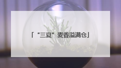 “三夏”麦香溢满仓