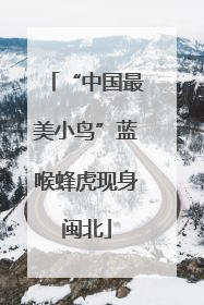 “中国最美小鸟”蓝喉蜂虎现身闽北