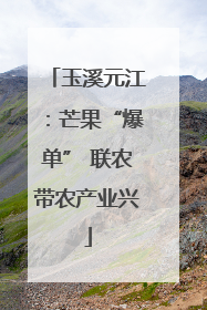 玉溪元江：芒果“爆单” 联农带农产业兴