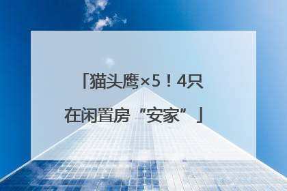 猫头鹰×5！4只在闲置房“安家”