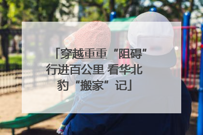 穿越重重“阻碍”行进百公里 看华北豹“搬家”记