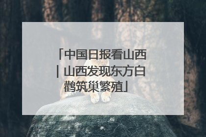 中国日报看山西｜山西发现东方白鹳筑巢繁殖