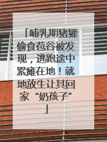 哺乳期猪獾偷食苞谷被发现，逃跑途中累瘫在地！就地放生让其回家“奶孩子”
