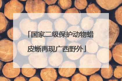 国家二级保护动物蜡皮蜥再现广西野外