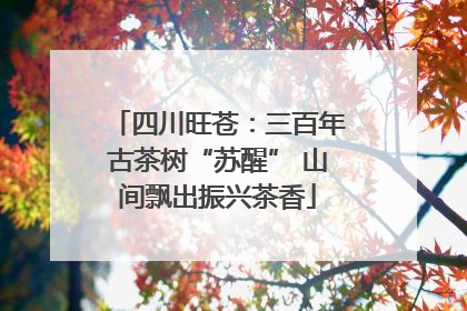 四川旺苍：三百年古茶树“苏醒” 山间飘出振兴茶香