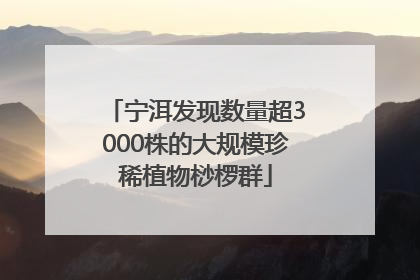 宁洱发现数量超3000株的大规模珍稀植物桫椤群