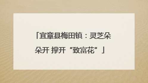 宜章县梅田镇：灵芝朵朵开 撑开“致富花”