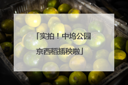 实拍！中坞公园京西稻插秧啦