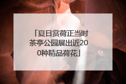 夏日赏荷正当时 茶亭公园展出近200种精品荷花