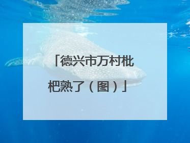 德兴市万村枇杷熟了（图）