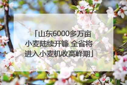 山东6000多万亩小麦陆续开镰 全省将进入小麦机收高峰期