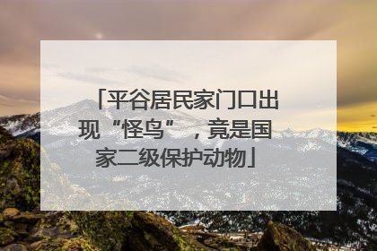 平谷居民家门口出现“怪鸟”，竟是国家二级保护动物