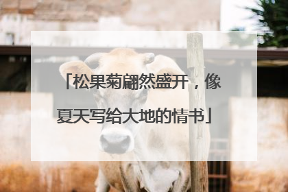 松果菊翩然盛开，像夏天写给大地的情书