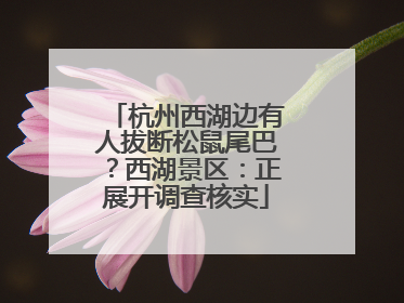 杭州西湖边有人拔断松鼠尾巴？西湖景区：正展开调查核实