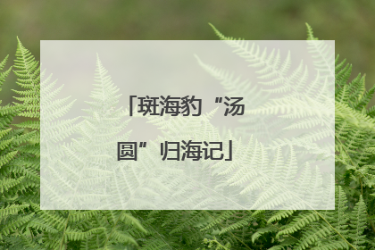 斑海豹“汤圆”归海记