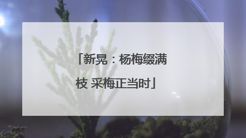 新晃：杨梅缀满枝 采梅正当时