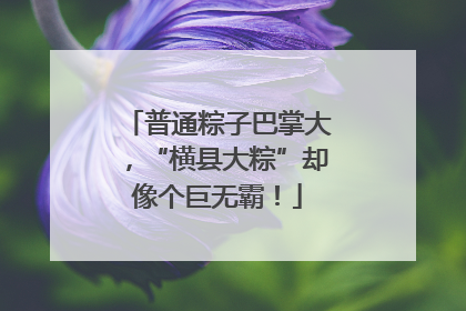 普通粽子巴掌大，“横县大粽”却像个巨无霸！