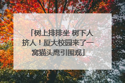树上排排坐 树下人挤人！厦大校园来了一窝猫头鹰引围观