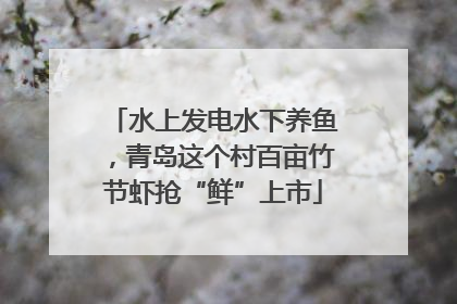 水上发电水下养鱼，青岛这个村百亩竹节虾抢“鲜”上市