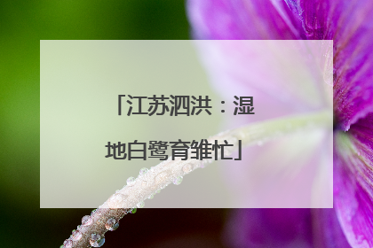 江苏泗洪：湿地白鹭育雏忙