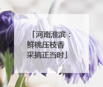 河南淮滨：鲜桃压枝香 采摘正当时