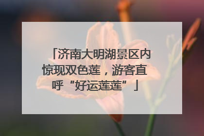 济南大明湖景区内惊现双色莲，游客直呼“好运莲莲”