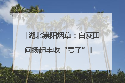 湖北崇阳烟草：白芨田间扬起丰收“号子”