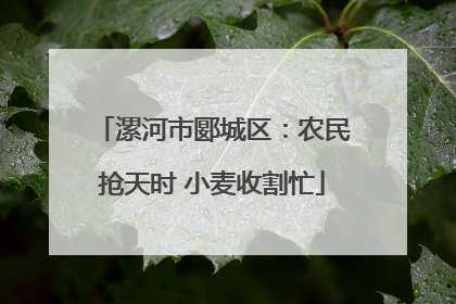 漯河市郾城区：农民抢天时 小麦收割忙