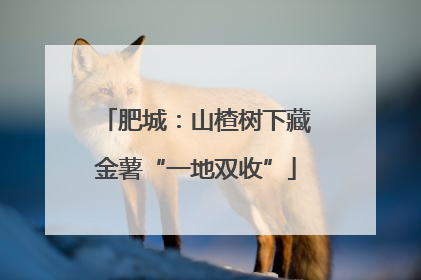 肥城：山楂树下藏金薯“一地双收”