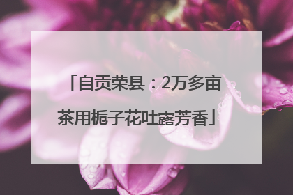 自贡荣县：2万多亩茶用栀子花吐露芳香