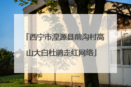 西宁市湟源县前沟村高山大白杜鹃走红网络