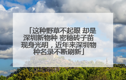 这种野草不起眼 却是深圳新物种 密穗砖子苗现身光明，近年来深圳物种名录不断刷新