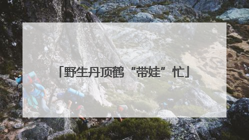 野生丹顶鹤“带娃”忙