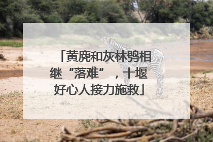 黄麂和灰林鸮相继“落难”，十堰好心人接力施救
