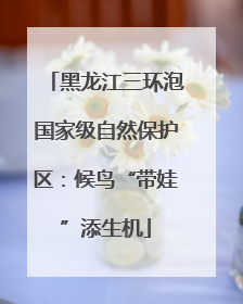 黑龙江三环泡国家级自然保护区：候鸟“带娃”添生机