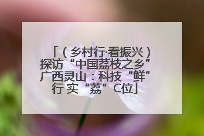 （乡村行·看振兴）探访“中国荔枝之乡”广西灵山：科技“鲜”行 实“荔”C位